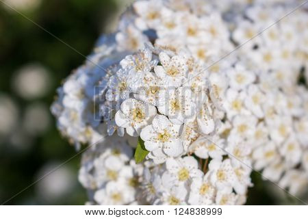 dewy flowering shrub bridal wreath spirea floral background.