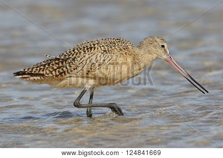 Marbled Godwit Foraging In A Tidal Pool - Florida