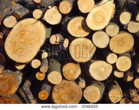 Alberi