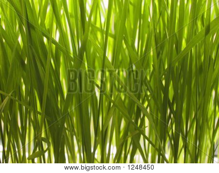 Erba