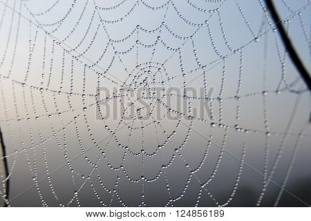The Spider Web Closeup