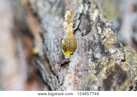 The Yellow Drop Of Resin On A Tree