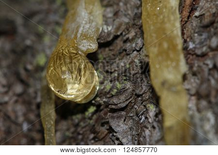 The Yellow Drop Of Resin On A Tree
