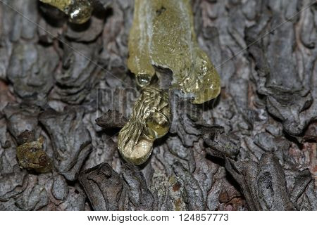 The Yellow Drop Of Resin On A Tree