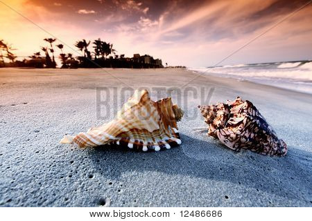 Shell på sand