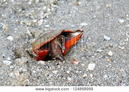 This is a chonch on a buautiful florida beach.