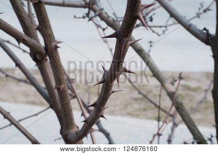 Tree branch full of sharp and menacing thorns closeup
** Note: Shallow depth of field