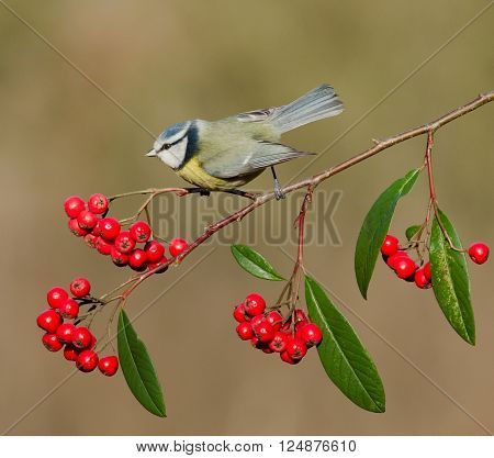 A Blue Tit posing with it's wings part open on red berries