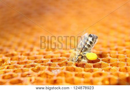 Bee with pollen on honeycomb, Nature Background