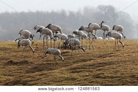 Group of crane birds in the morning light, eating and resting and few days before flying to the north of Sweden