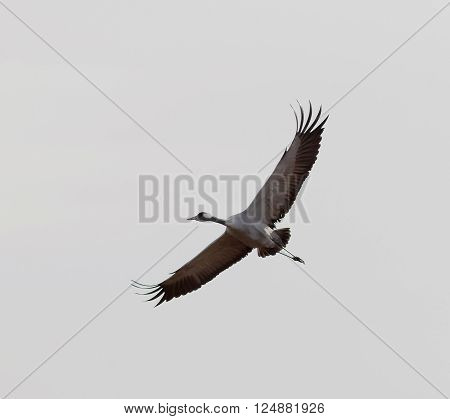 Silhouette of a flying crane bird in the early morning light