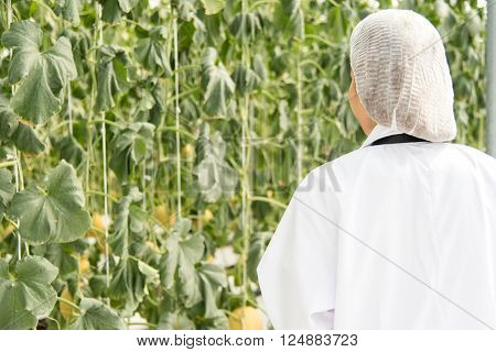 Scientist In Plant Green House