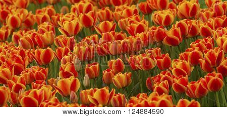 Tulip flower field blooming in the garden