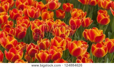 Tulip flower field blooming in the garden