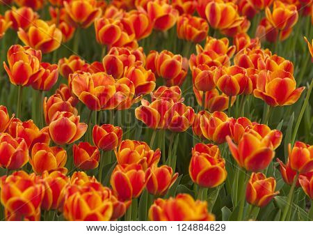 Tulip flower field blooming in the garden
