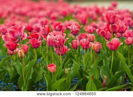 Tulip flower field blooming in the garden