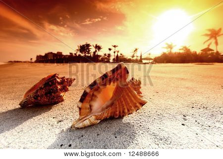 Shell auf sand