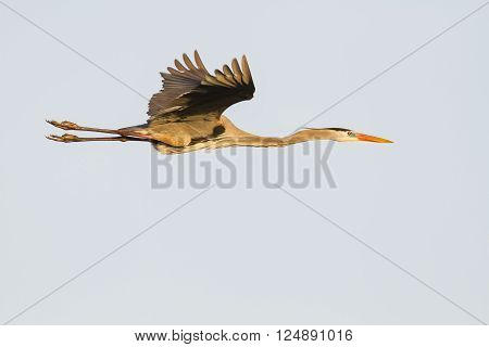 Great Blue Heron fully extended wings high