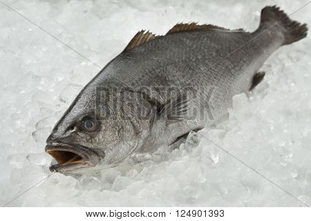 Fresh raw corvina fish on ice