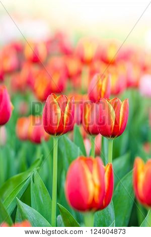 Blooming Spring Flowers Tulips In The Sunlight
