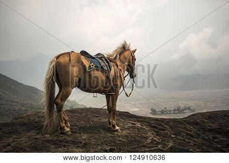 BROMO, JAVA - MARCH 24, 2016: Grey Horse in front of mountains near Volcano Bromo Java Indonesia