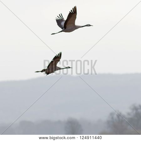 Silhouette of two flying crane bird in the early morning light blue mountains in the background