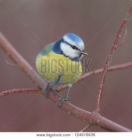 portrait of blue tit on a branch closeup