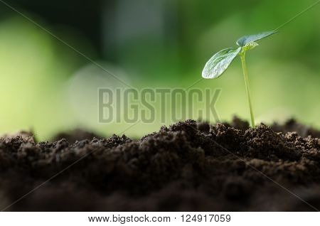 Close up Young plant growing over green environment