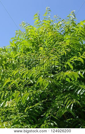 Neem plan tree in garden , Azadirachta indica