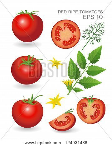 Vector illustration. Red ripe fresh realistic tomatoes with leaves blossom and dill isolated on white background