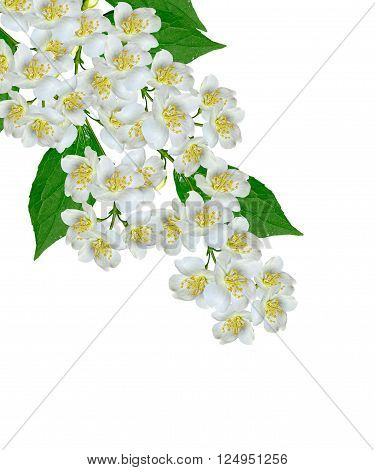 White jasmine flower. The branch delicate spring flowers. branch of jasmine flowers isolated on white background. spring flowers