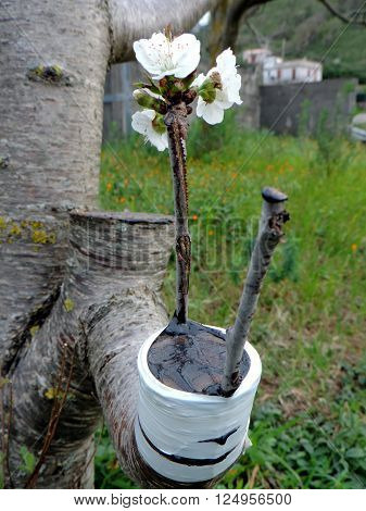 Macro photo of a successful graft in the branch of a cherry tree in bloom.