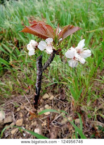 Macro photo of a successful graft in the branch of a cherry tree in bloom.