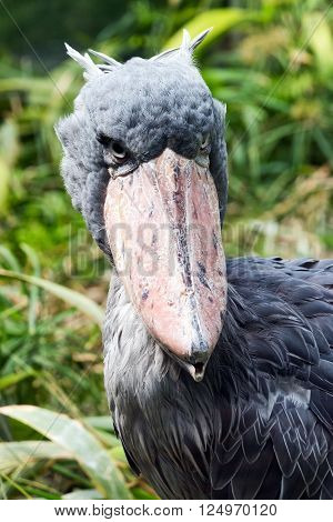 A closeup of the head of a shoebill (also known as whalehead or shoe-billed stork)
