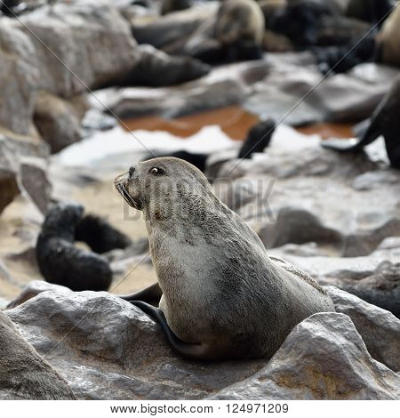 Cape fur seal sits on the stone coast of Atlantic ocean. Seal colony on the Cape Cross Skeleton Coast Namibia