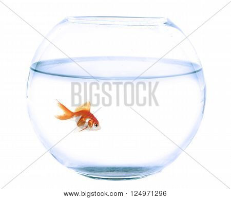 empty fishbowl and goldfish in front of white background
