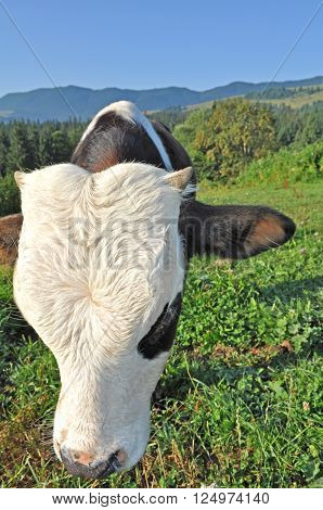 Bull bowed his head to the photographer on meadow.