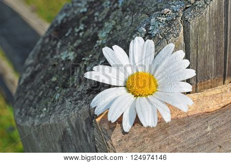 daisy on a background of old wooden columns.