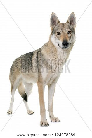 czechoslovakian wolf dog in front of white background