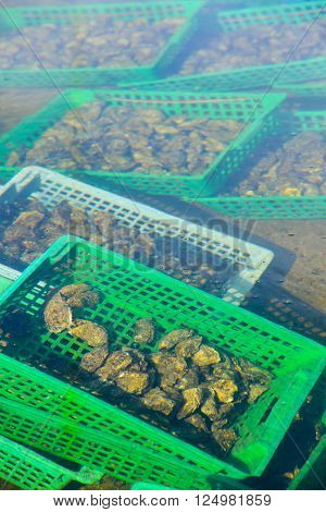 Growing oysters at low tide at the port of Arcachon, France