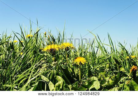 Yellow dandelions among green grass on spring meadow sunny spring day