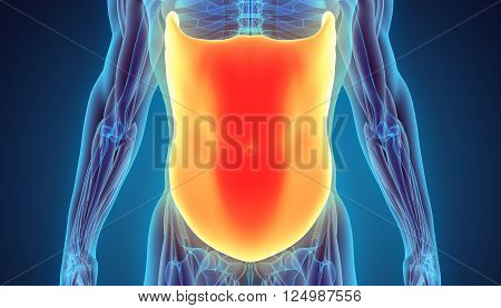 3D illustration of Obliquus Externus, Part of Muscle Anatomy.