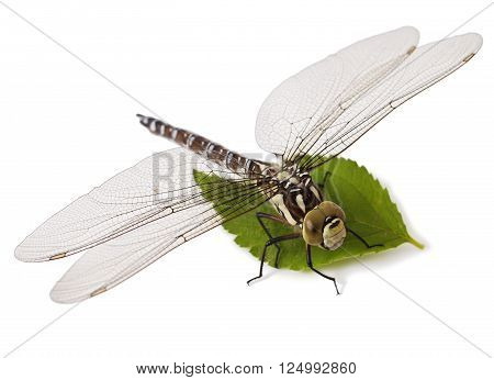 Dragonfly isolated on a white background. Odonata