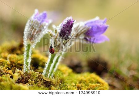 Beautiful spring pulsatilla flowers with purple petals