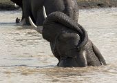 Elefante jugando en el agua