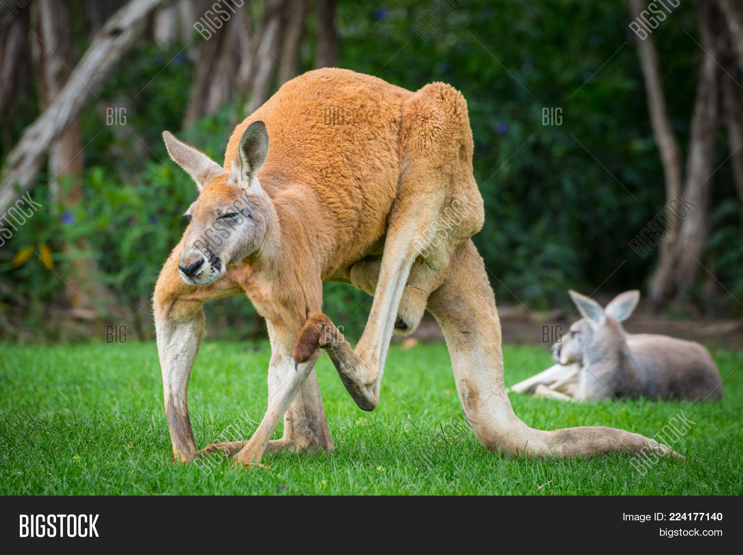 Red Kangaroo Largest Image & Photo (Free Trial) Bigstock