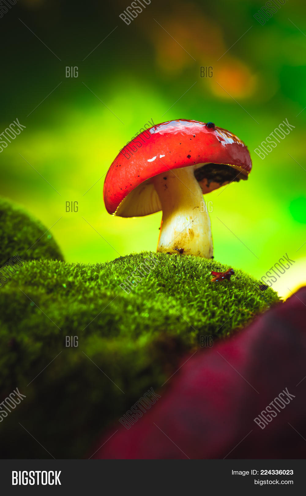 Image Preview