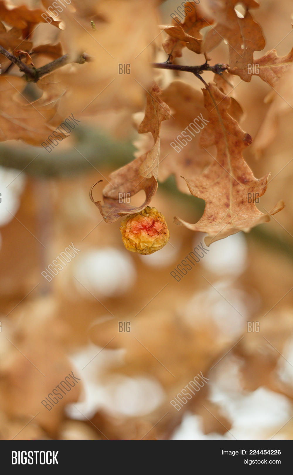 Image Preview