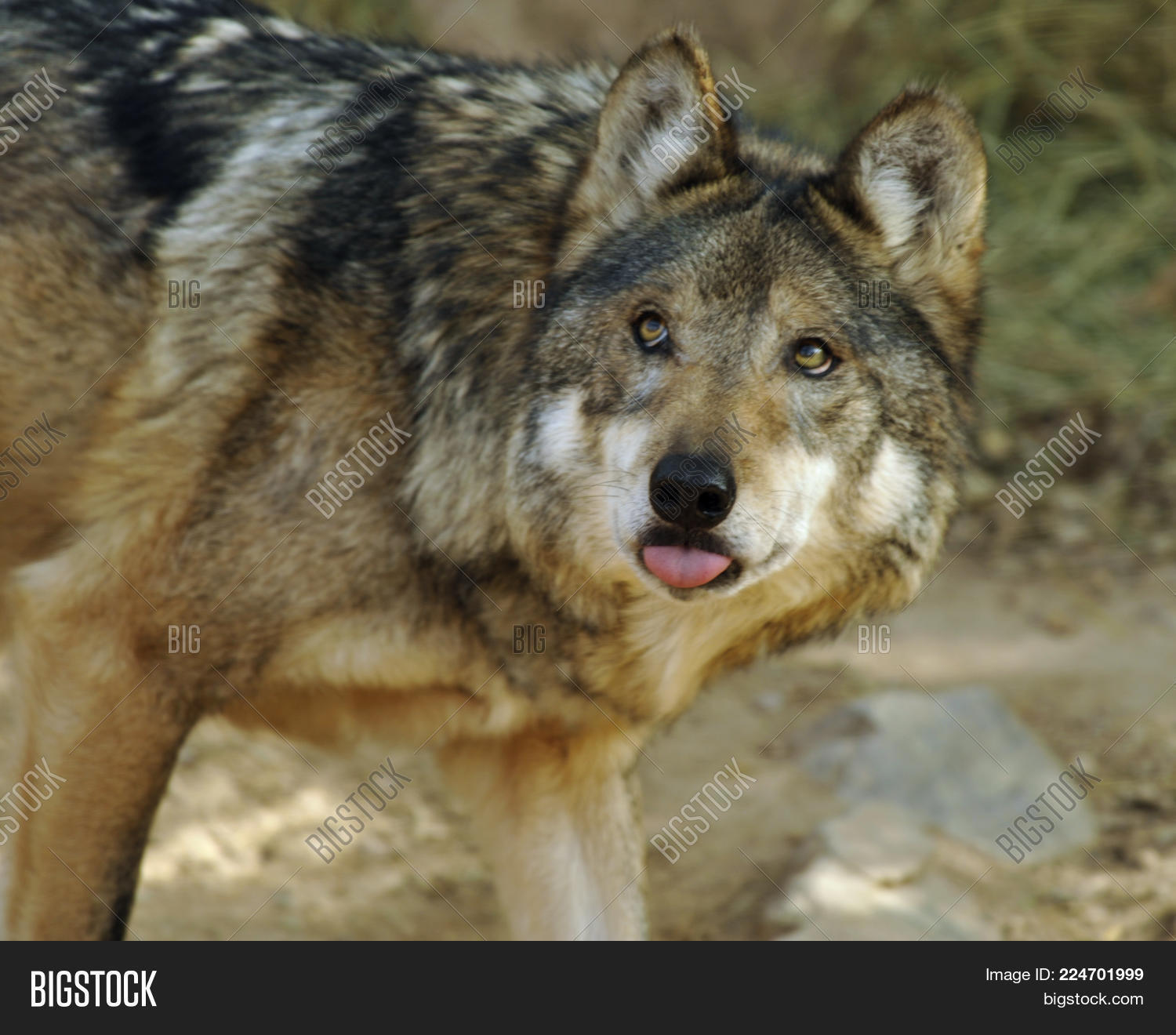 Image Preview