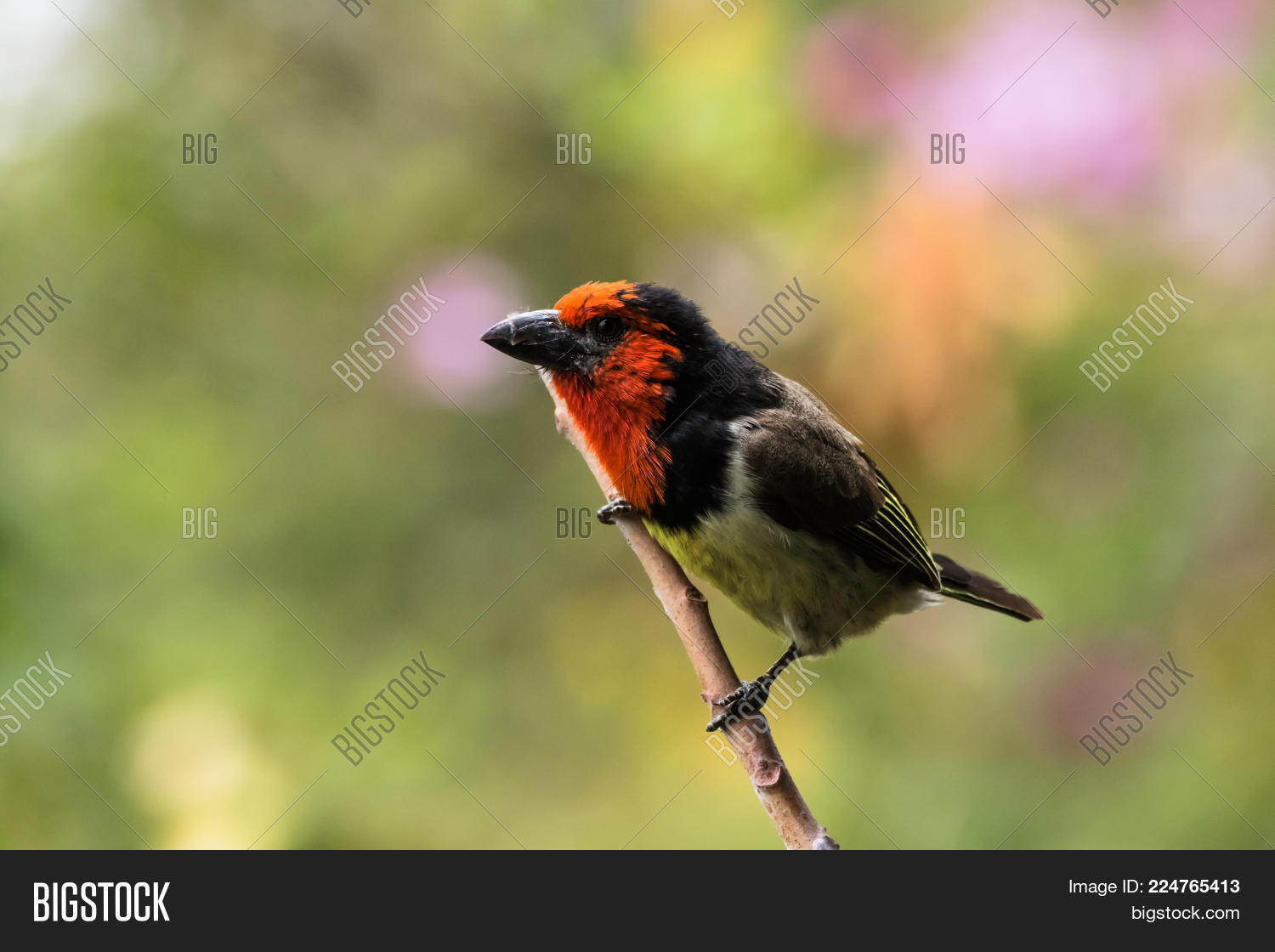 Image Preview